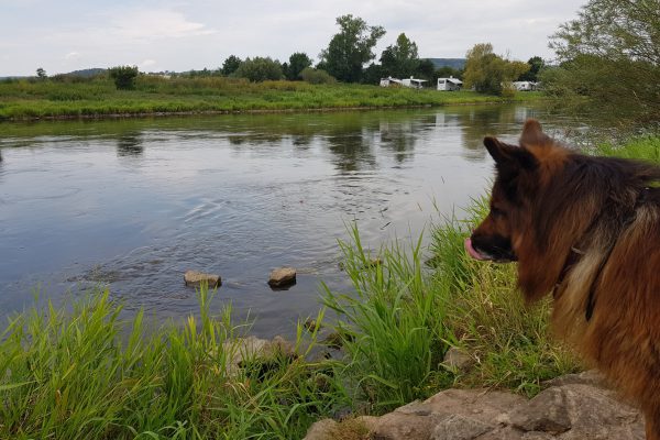 Hund an der Weser